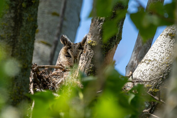 Uhu sitzt in seinem Nest / Vogel