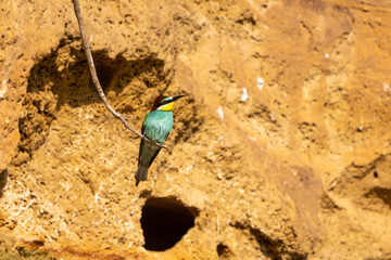 Bienenfresser / bee-eaters (Merops apiaster) am Neusiedler See in Österreich