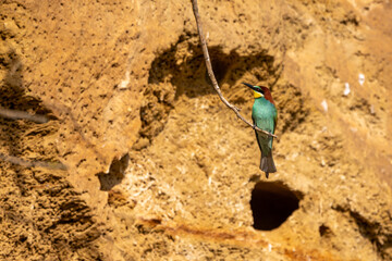 Bienenfresser / bee-eaters (Merops apiaster) am Neusiedler See in Österreich