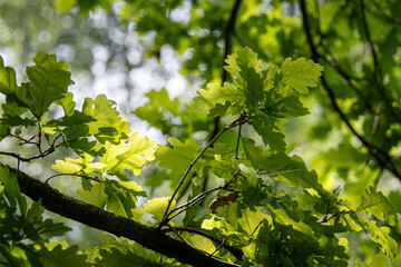 Oak tree and fresh green leaves on branch.