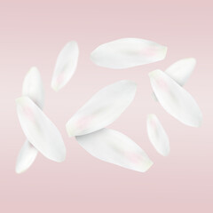 Lotus flower petals falling on light pink background