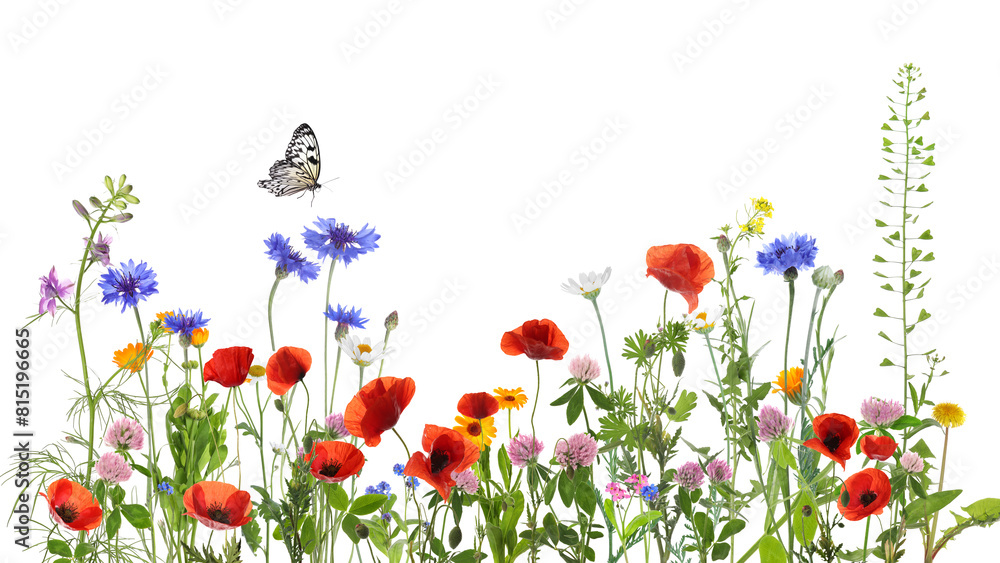 Poster Colorful meadow flowers and butterfly on white background, banner design