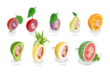 3D Isometric Flat  Illustration of Embryo Monthly Growth Stages, Human Fetus Development