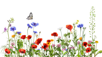 Colorful meadow flowers and butterfly on white background, banner design