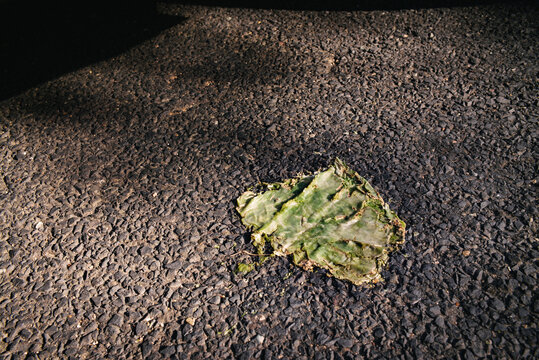 A smashed prickly pear cactus with tire marks on the asphalt in Austin, Texas