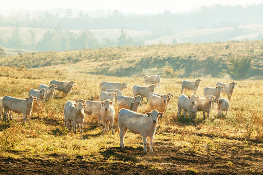 A herd of white cattle in a brown field with hazy skies in the morning on a farm in North Carolina