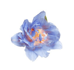 Beautiful blue tulip isolated on white. Bright flower