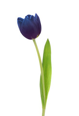 Beautiful blue purple tulip isolated on white. Bright flower