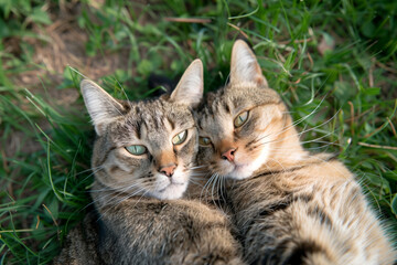 Two Adorable Cats Snuggling Together on Lush Grass Celebrating Selfie Day