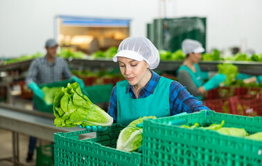 Busy young female worker of vegetable sorting and processing factory arranging selected fresh organic lettuce in plastic boxes.. - Powered by Adobe