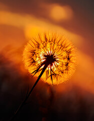 pappus of dandelion (taraxacum officinale) at sunset, silhouette against the orange background of...