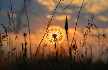 silhouette of pappus of dandelion (taraxacum officinale) and other meadow plants at sunset,...