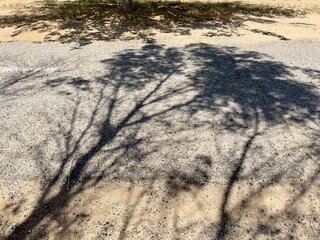 A captivating video of tree shadows dancing on a sunlit road surface, creating intricate patterns...