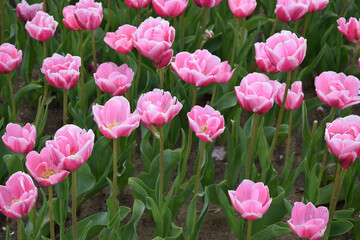 Fototapeta premium Field with beautiful pink tulips