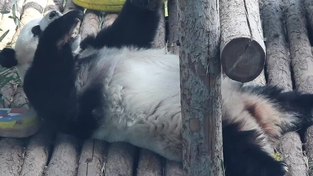 Funny Movement of sleeping panda, Fei Yun, Dalian, China