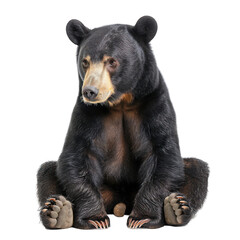 Fototapeta premium Malayan bear isolated on white or transparent background