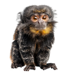 Obraz premium Marmoset monkey isolated on white or transparent background