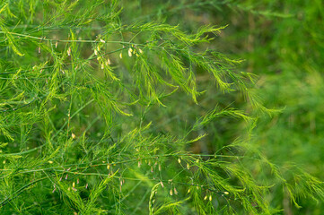 Feathery fern like leaves of asparagus plants