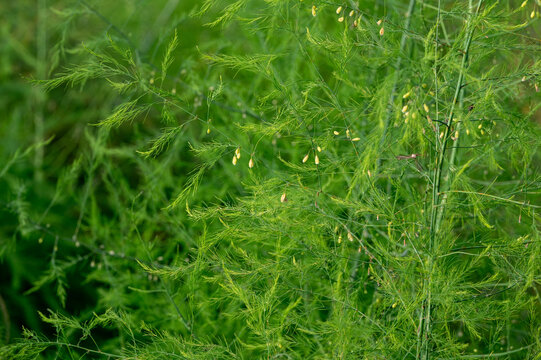 Feathery fern like leaves of asparagus plants