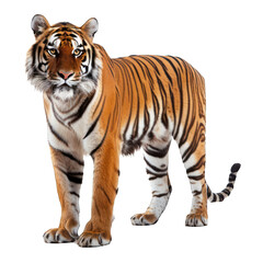 Obraz premium Tiger isolated on white or transparent background