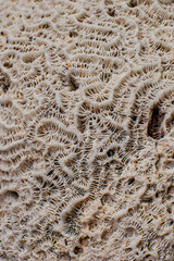 Reef Pattern