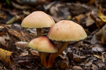 Wild mushrooms growing in the forest - Hypholoma