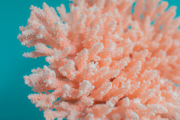 Pink Reef Two