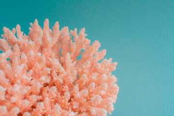 Pink Reef