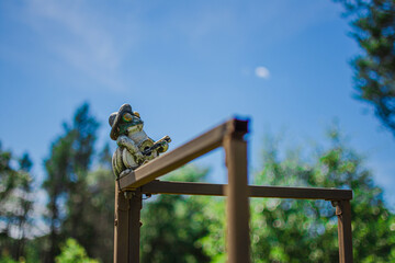 Summer Frog