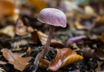 A wild and fascinating mushroom growing in the forest. Puple fungi