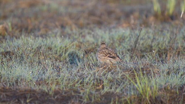 The Eurasian skylark (Alauda arvensis) in the early morning.