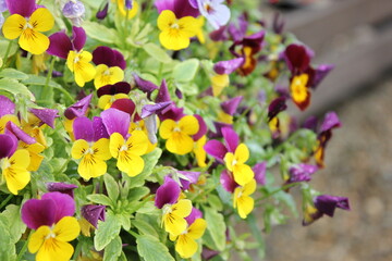 spring flowers in garden