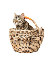 Cute and playful brown color tabby cat in a basket. Studio shot on white isolated background. Pet...