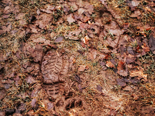 Boots footprint on a wet muddy soil in a forest or field. Travel in wild nature theme. Living in a rural country side with minimal comfort theme.