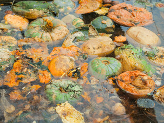 Huge pile of different color and size rotten pumpkin in water. Waste of food due to lack of proper...