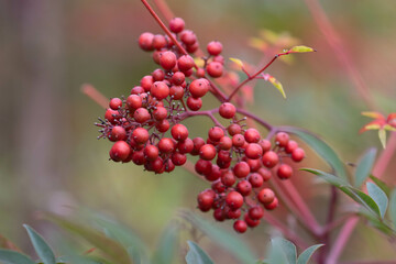 Red Winter Berries in Autumn