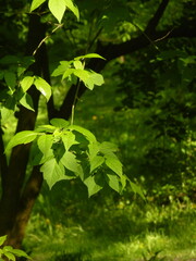 Tree leaf in sunlight