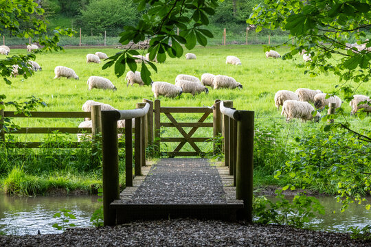 sheep grazing in a field