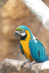 Close up Colorful Bird, Blue-and-yellow macaw (Ara ararauna)