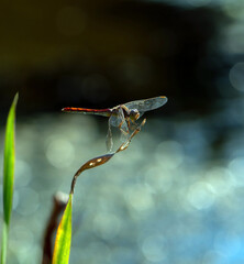 Dragonfly on a blurred background.