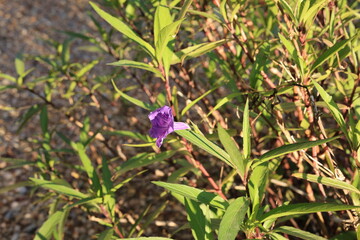 Close up of purple Mexican Petunia perennial shrub also known as Ruellia Brittoniana or Brittons wild petunia or Mexican bluebell; natural floral background