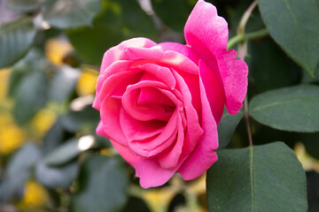 Close up Beautiful Blooming red rose