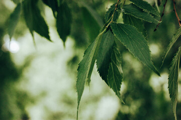 Branches of deciduous tree with light green foliage in warm springtime sunlight. Natural background. Summertime nature, parkland, forest. Pale green.