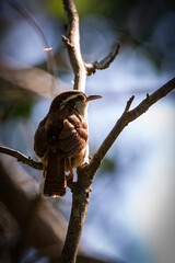 carolina wren on a branch