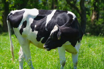 草原で牧草を食べるホルスタイン牛