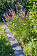 Au potager - Bordure de plantes médicinales et condimentaires (thym, sariette, estragon, sauge,...
