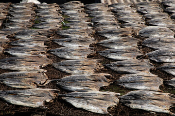 Tuna drying process on the coast of Sri Lanka