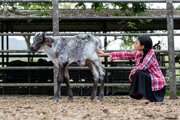 little latina peasant girl bent over on the floor of the corral touching the gray gyr calf that is...