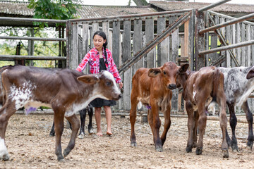latina farm girl walking and touching the small gyr calves that are locked up in the corral.