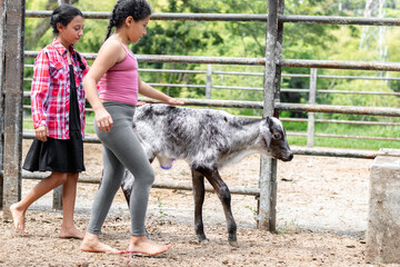 two Latin peasant girls helping the little calf find its place, while walking next to it